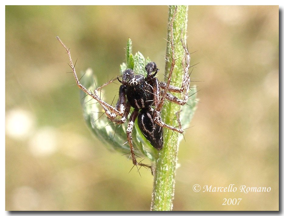 Una coppia (?) di Oxyopidae fotografati sulle Madonie